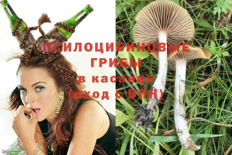 Галлюциногенные грибы Psilocybe  Ивангород 